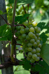 rich fruit harvest in the Wachau Austria