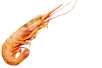 Raw big fresh prawn, shrimp on black cutting serving slate stone desk, healthy snack seafood, background mock up design with copy space