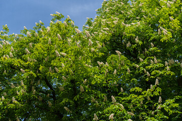 Young Light Green Chestnut Tree Leaves and Flowers Illuminated by the Sun, Blooming Chestnut Tree