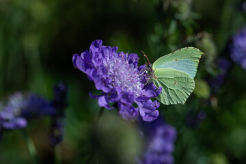 butterfly on flowers drake pigeon