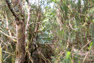 Laurel Park rural de Anaga, Tenerife lush greenery, walking paths, recreational area, local flora public park