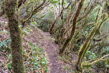 Laurel Park rural de Anaga, Tenerife lush greenery, walking paths, recreational area, local flora public park
