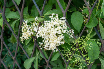 Elderberry flowers blooming among green leaves, delicate white clusters, natural setting, lush foliage