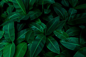 Abstract green banana leaf texture. Nature background. Tropical leaves.
