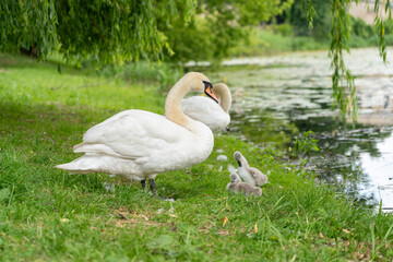 Swan family cleaning feathers, baby cygnets lakeside, adult and small swans on grassy bank