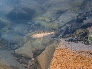 Small Fish in a lake in Switzerland