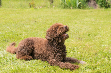 2024 05 26 St Legér Magnazeix, France: A seven-year-old brown male barbet or French water dog lies in a French garden waiting for instructions. The barbet is an ancient breed of waterfowl hunter.