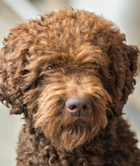 Biddinghuizen, Netherlands - 05 18 2024: A close shot of the head of a seven year old brown barbet or French water dog. The barbet is an ancient breed that was used to hunt waterfowl.