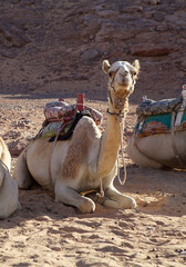 The dromedary (Camelus dromedarius) in Egypt