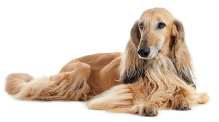 Angel devil wings isolated on transparent background, PNG