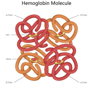 hemoglobin molecule highlighting the alpha and beta chains, iron atoms, and heme groups in the structure diagram hand drawn schematic raster illustration. Medical science educational illustration