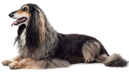 Angel devil wings isolated on transparent background, PNG