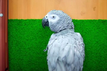 A Gray parrot at a bird show.