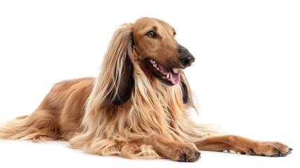 Angel devil wings isolated on transparent background, PNG