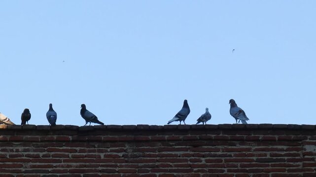 Pigeon swarm (Columba livia forma domestica) starting and landing on a roof. Flying pigeons arriving and leaving high on a ledge on an old brick building. Video 4k