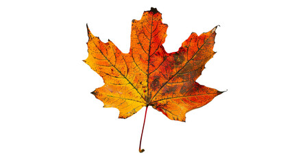 Fototapeta premium Autumn leaf isolated on transparent background, PNG