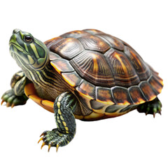 Obraz premium A turtle looking at the camera on transparent background