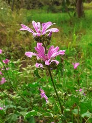 Piccoli fiori di campo, colorano la campagna.