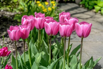 Obraz premium Vibrant pink tulips blooming in spring garden