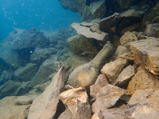 Trash in a lake in switzerland