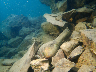 Trash in a lake in switzerland