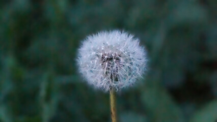 Obraz premium dandelion