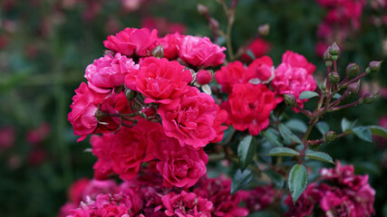 pink and white flowers