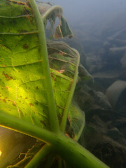 Macro of dead leave underwater in the lake of Thun at Switzerland