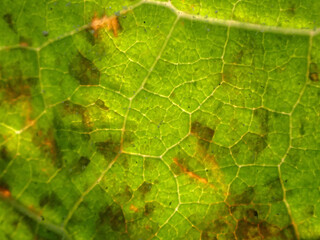 Macro of dead leave underwater in the lake of Thun at Switzerland