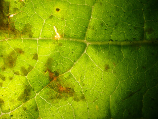 Macro of dead leave underwater in the lake of Thun at Switzerland