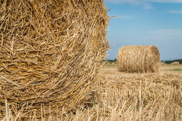 Close up of a strapped hay compressed  in  the cylindrical bale in a field.