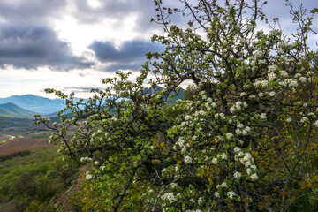 Mountain spring landscape