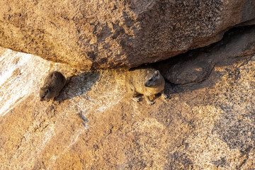 The Hyrax, or Dassie -Procavia capensis- is the evolutionary nearest relative of the elephant. Seen here climbing on the rocks near Spitzkoppe, Namibia.