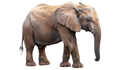 Fototapeta premium Elephant isolated on transparent background, PNG