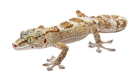 Gecko reptile isolated on transparent background, PNG