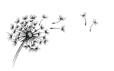 The sketch of field dandelion with flying seeds.
