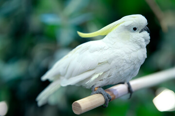 White parrot standing on a stick at a bird show