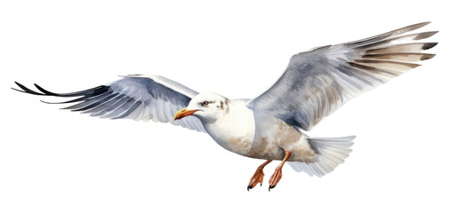 Obraz premium PNG Seagull flying animal bird.