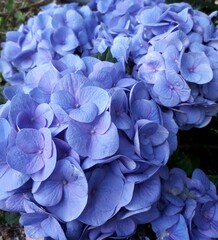 Blue and purple hyndrangea in bloom