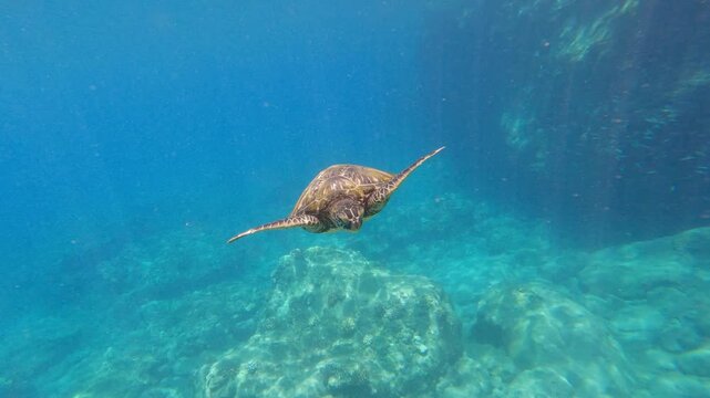 Green sea turtle above coral reef in tropical ocean. Close up of turtle slowly swimming