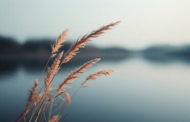 Fototapeta premium Tall grass beside water