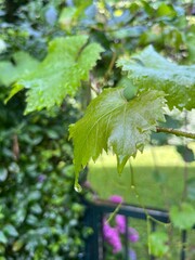 Grape leaves, Timeless Elegance in Motion