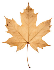 Obraz premium PNG Real Pressed a Maple leaf maple plant paper.