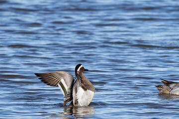  Sarcelle d'été - Spatula querquedula - Anatidae.
