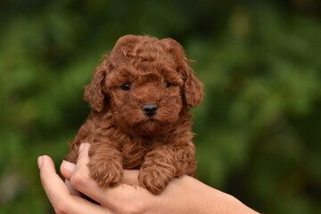 Small red brown toy poodle puppy. Spring background in a green garden.