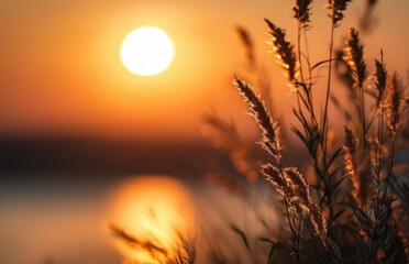 Naklejka premium Close-up of a plant with a sunset backdrop