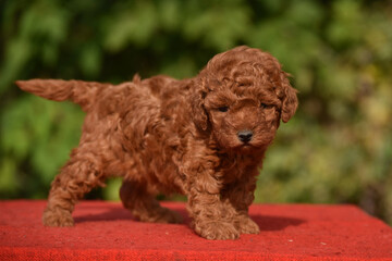 Small red brown toy poodle puppy. Spring background in a green garden.