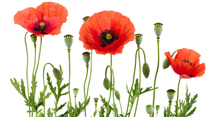 Fototapeta premium poppy flowers with buds isolated on transparent background, PNG