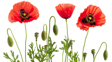 Obraz premium poppy flowers with buds isolated on transparent background, PNG