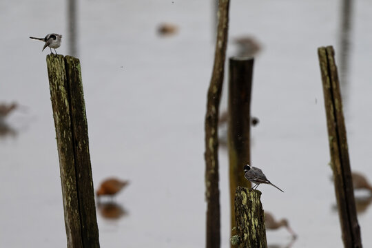 Bergeronnette grise- Motacilla alba - Hoche queue gris - passereaux - motacillid&eacute;s 